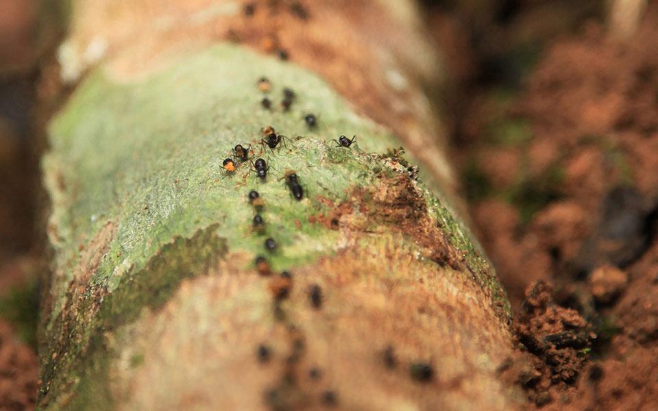 Ants On A Log