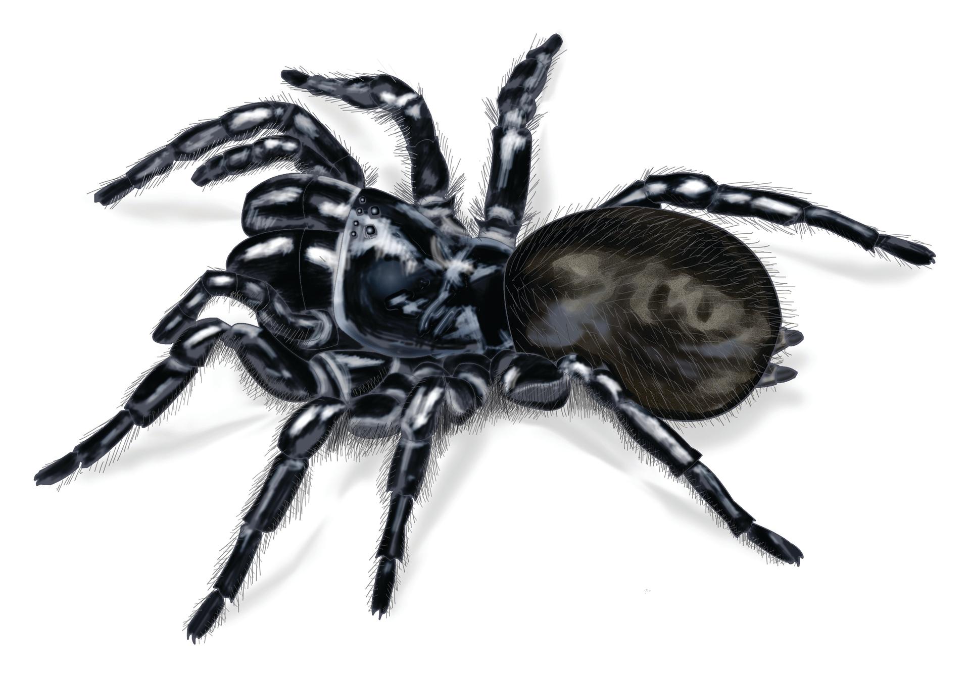 Australian Funnelweb Spider
