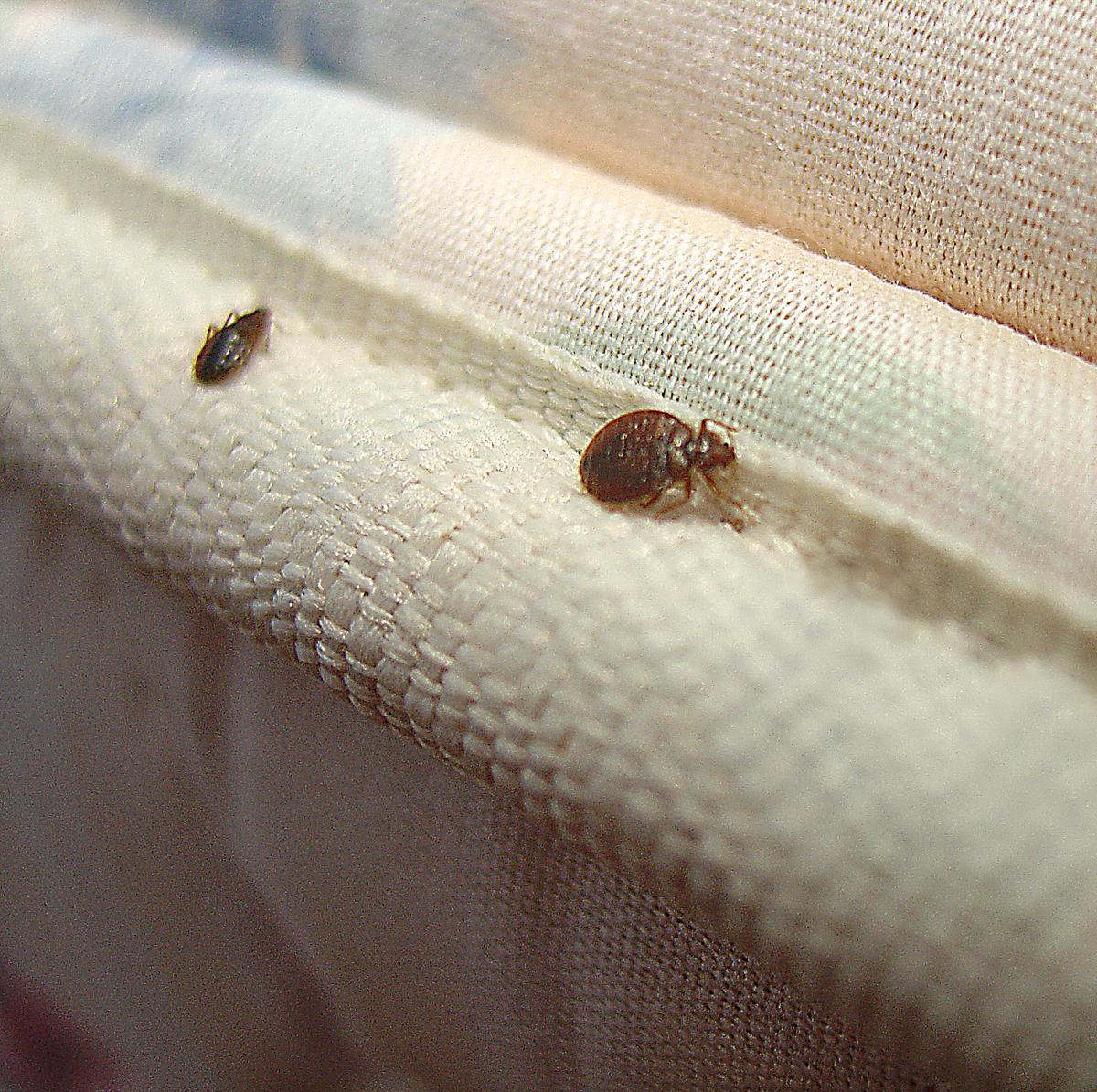 Bed Bugs Crawling On Mattress 