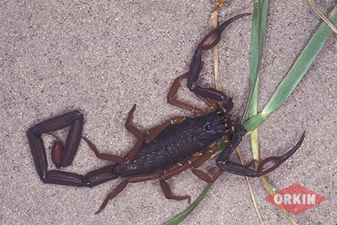 Slender Brown Scorpion