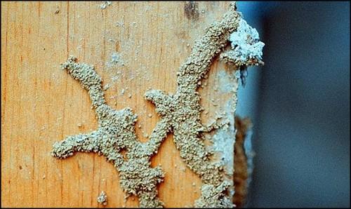 Picture of Subterranean Termite Mud Tunnel on Wood