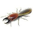 Formosan Termite Soldier Illustration