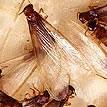 Formosan Termite Swarm Picture