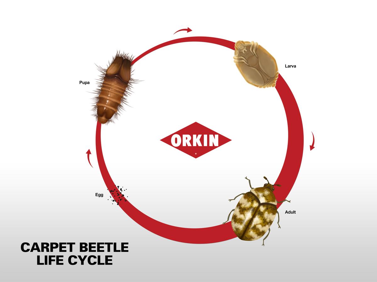 Life Cycle of Carpet Beetles