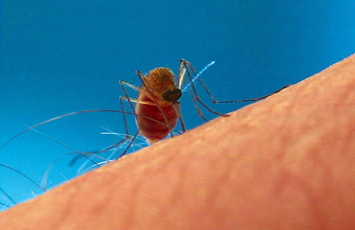 Picture of Mosquito Biting Human