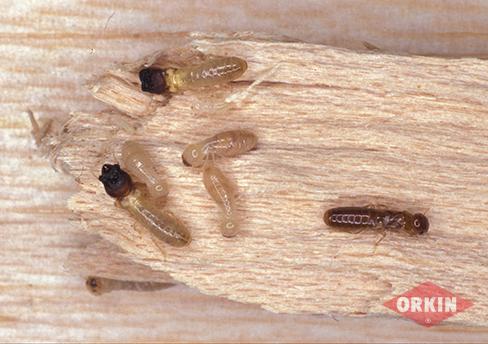 Drywood Termites on Wood