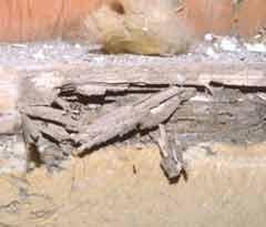 Termites Window Sill Damage