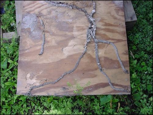 Picture of Termite Mud Tunnel on Older Plywood