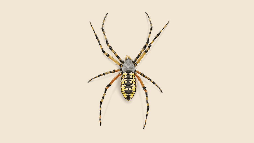 Orb Weaver Spiders Illustration