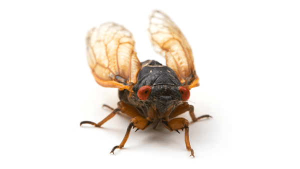 Image of a Cicada