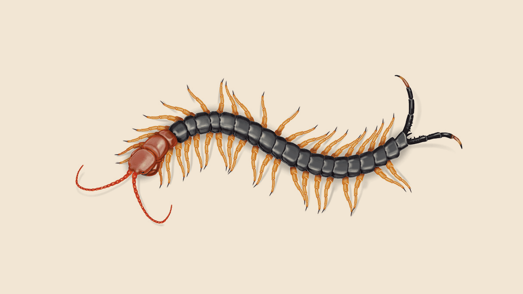 Texas Redheaded Centipede Illustration.