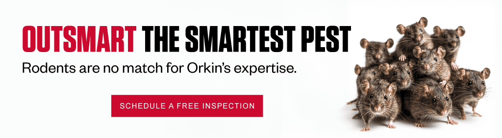 Headline: Outsmart the Smartest Pest Subhead: Rodents are no match for Orkin's expertise. CTA: Schedule a Free Inspection