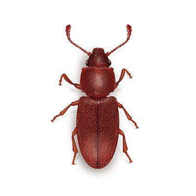 Foreign grain beetle illustration