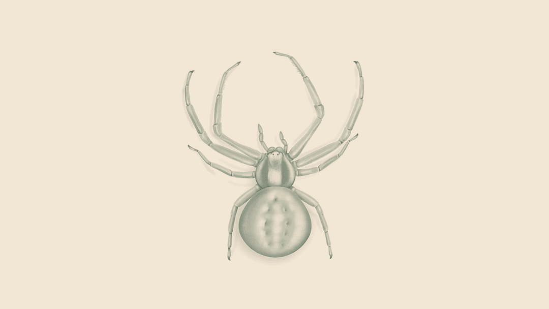 Flower Crab Spider Illustration