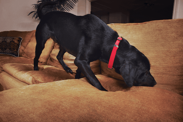 Bed Bug Canine Inspection_Header Image.png