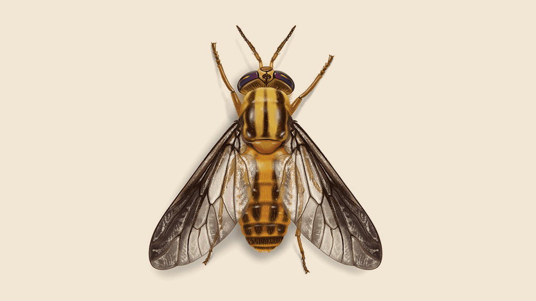 Deer fly illustration