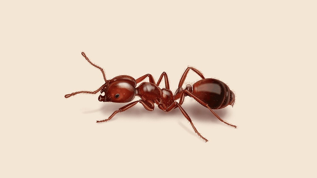 Fire ant illustration