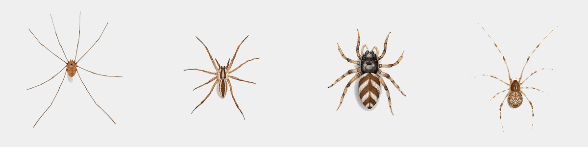 Southern-House-Spider-Yellow-Sac-Spider-Wolf-Spider-Cellar-Spider (Daddy Longlegs)