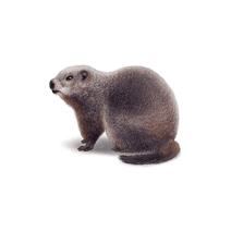 Groundhog Identification | Facts About Groundhogs 