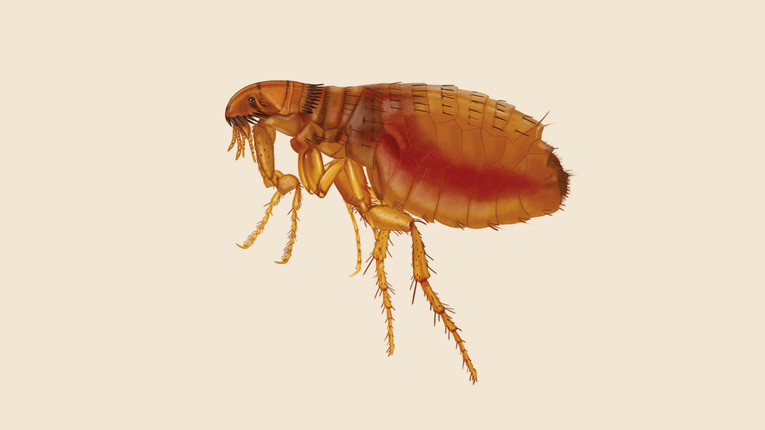 Cat flea illustration