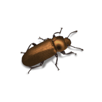 Foreign Grain Beetles