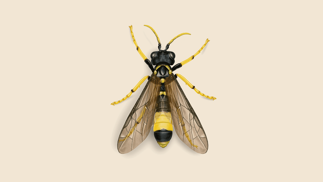 Sawfly Illustration