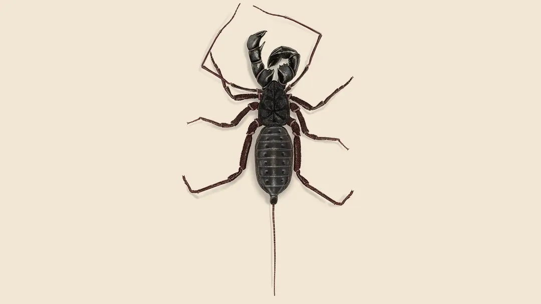 Whip Scorpion illustration