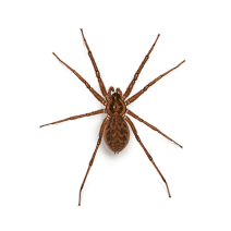 Domestic House Spiders