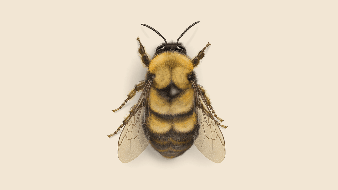Bumblebee illustration