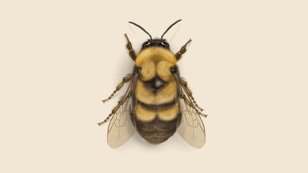 Bumblebee illustration