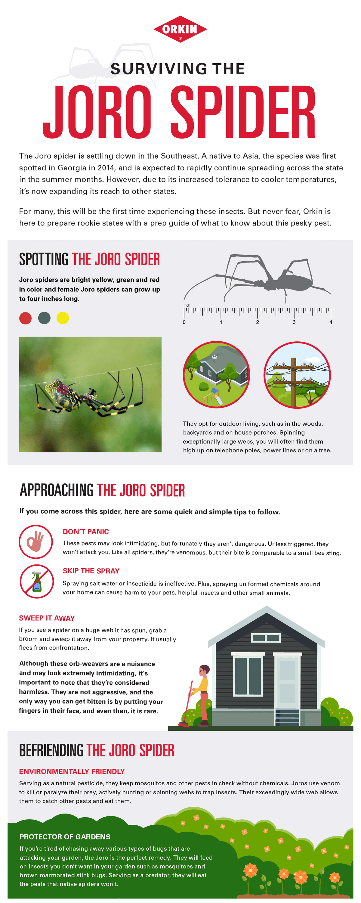 What is a joro spider