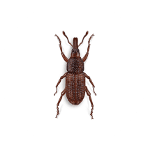 Weevils Exterminator - How To Identify & Get Rid Of Weevils