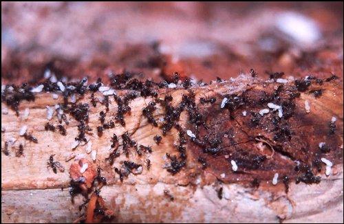 Ants Eating Termite Larvae