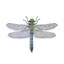 Dragonflies Exterminator - How To Identify & Get Rid Of Dragonflies