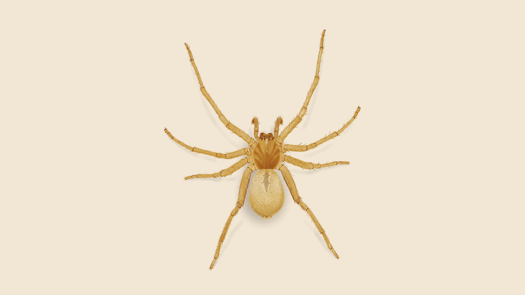 Yellow Sac Spider illustration