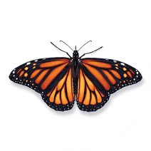 Monarch Butterflies Exterminator - How To Identify & Get Rid Of Monarch Butterflies