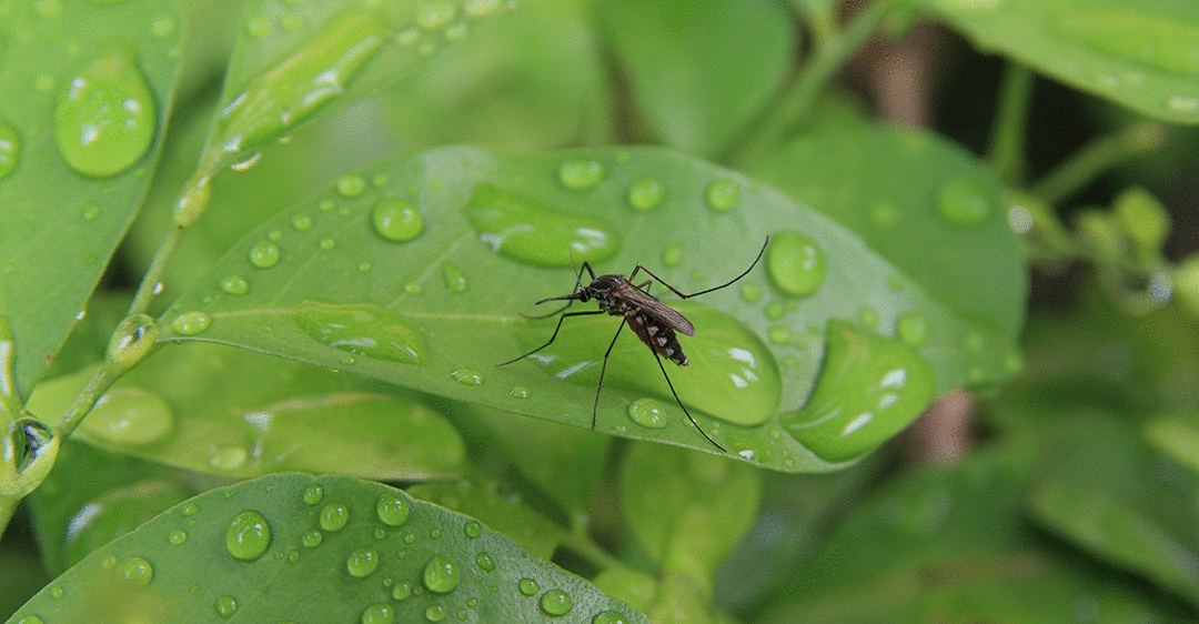 Mosquito on Leaf