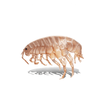 Amphipods Exterminator - How To Identify & Get Rid Of Amphipods