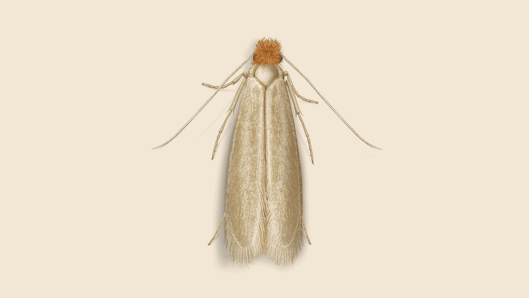 Webbing clothes moth illustration
