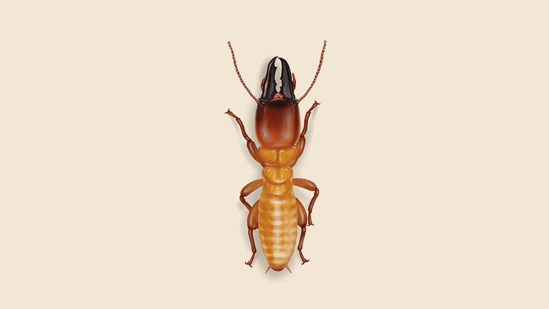 Dampwood termite illustration