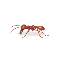 What Do Army Ants Look Like? | Identify Ants 