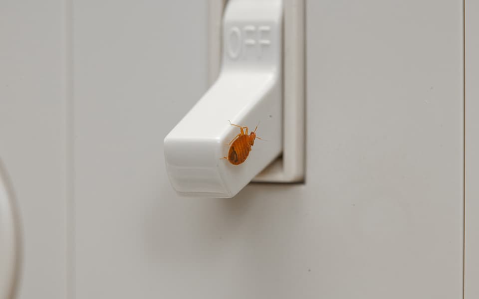 Bed Bug On Light Switch Close Up