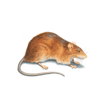 Rats Exterminator - How To Identify & Get Rid Of Rats