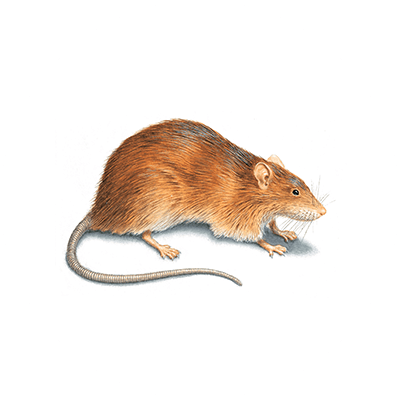 Rat illustration