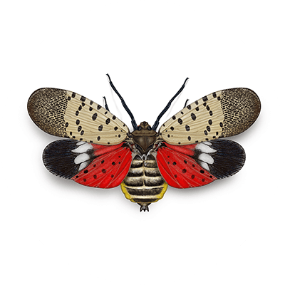 Spotted lanternfly illustration