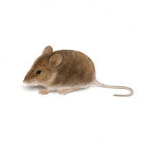House Mice Identification and Control | Rodent Removal | Orkin