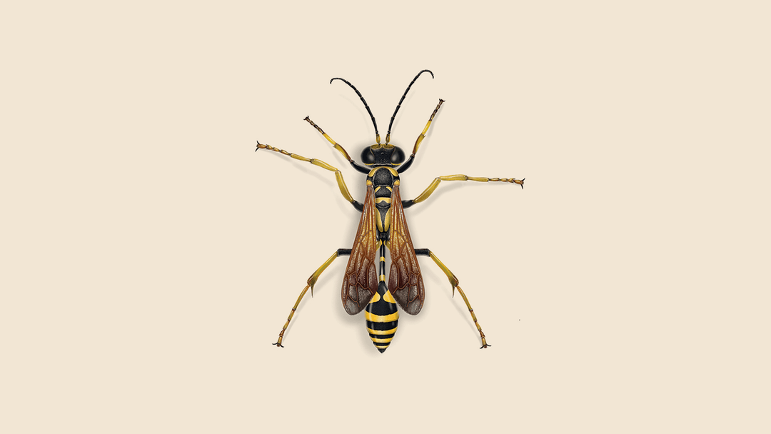 Mud Dauber Wasp illustration