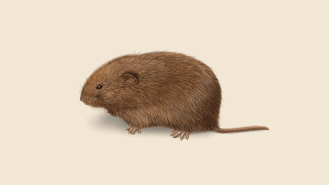 Field mouse illustration