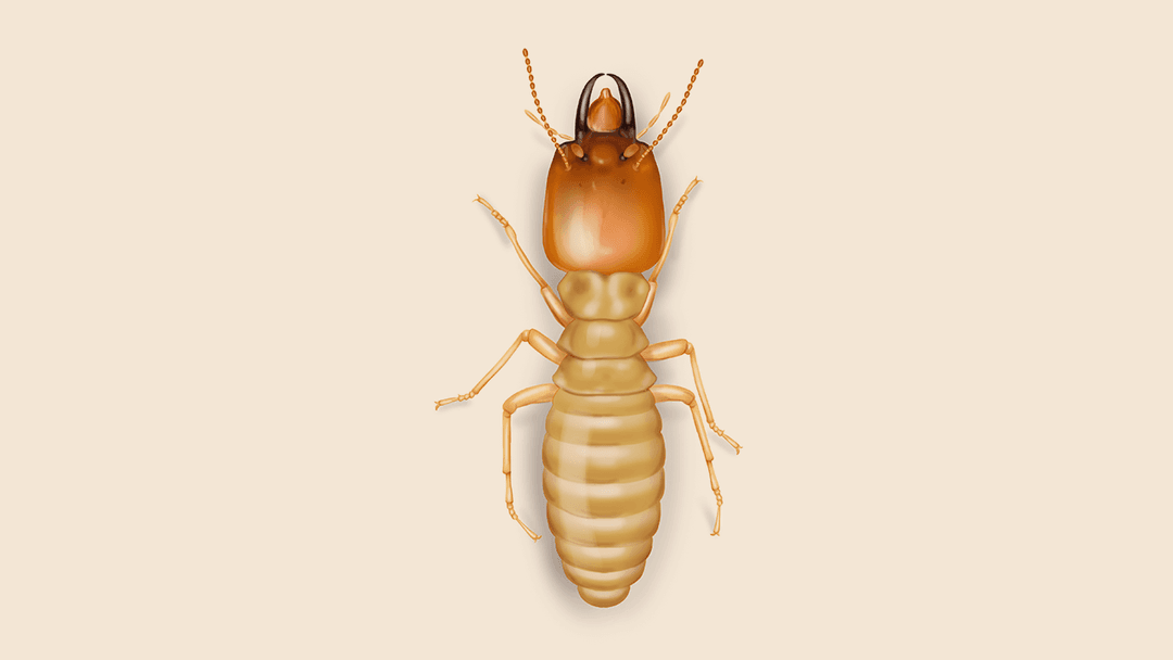 Subterranean termite illustration