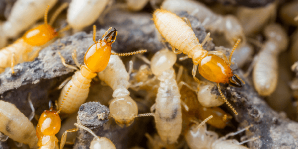 subterranean termite infestation close up